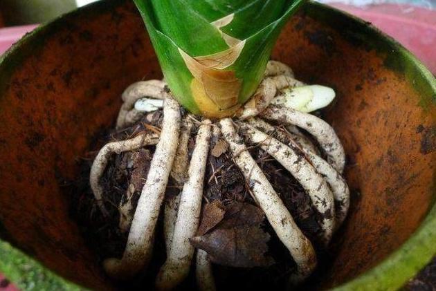 君子兰上盆底肥需要羊粪,君子兰入盆以后多少天可以浇水