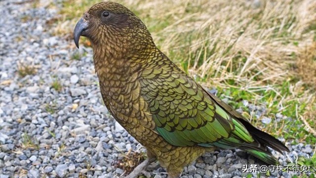 蜜獾面对三只狮子毫不畏惧,蜜獾是不是连狮子和老虎都不怕