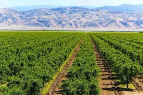 绿色农业发展迅速,绿色农业发展机遇