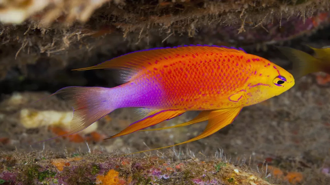 人见人爱观赏鱼,人见人爱的观赏鱼