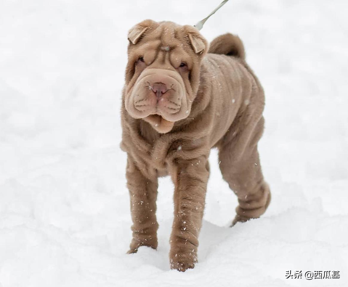 马拉多纳也是资深铲屎官,他都养过什么狗?