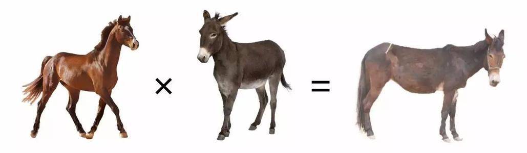 骡子为什么不孕,为什么骡子不能生育后代典故