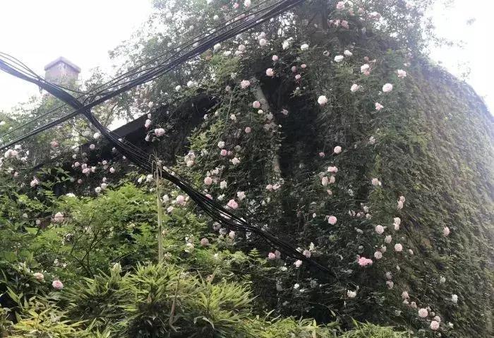 上海旭莲幼儿园学费,上海十大顶级幼儿园