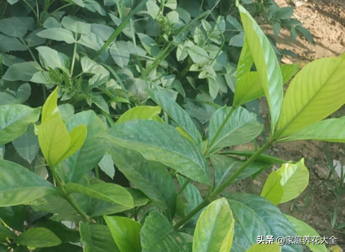 栀子黄叶浇硫酸亚铁多长时间恢复,大叶栀子出现落叶黄叶是怎么回事