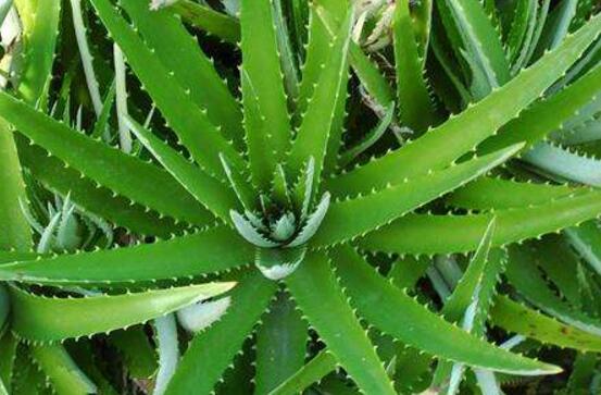 芦荟怎么修剪好看,芦荟怎么修剪啊