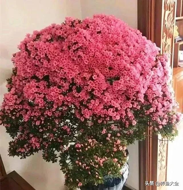 花卉盆栽的造型和修剪技术,盆栽花卉修剪方法