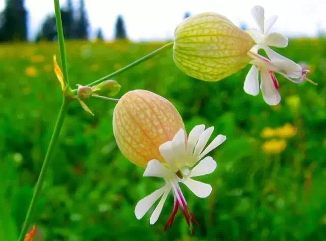 奇花异草图片,奇花异草的赞美句子