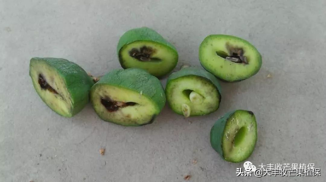 芒果黑心病要了果农的命啊，到底该怎么防治？？？？？