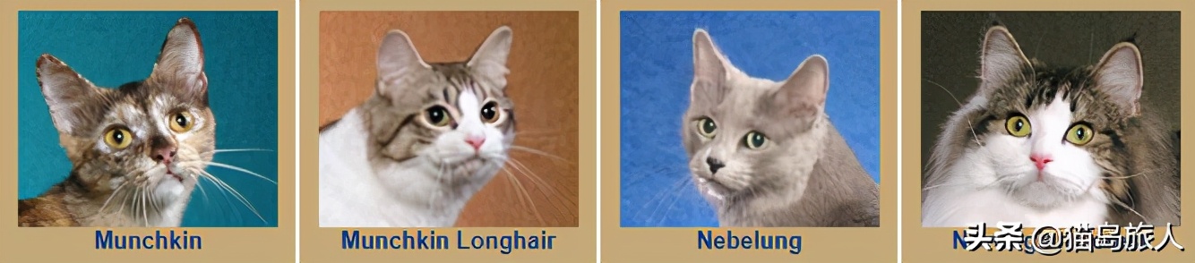 猫咪分类大全,猫咪分类