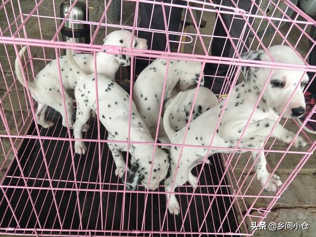 真正的狗市品种,哪里的狗市便宜品种又好种类又多