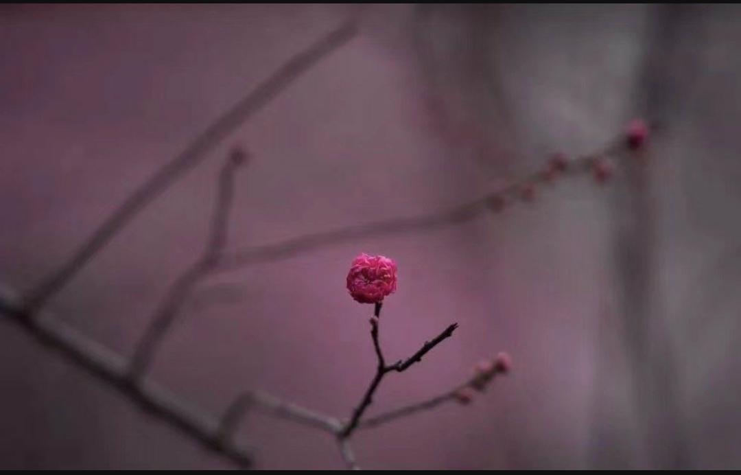 武大樱花与梅花,武大樱花精品欣赏