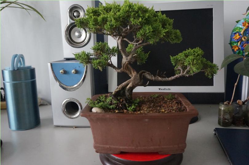 鱼川真柏盆景养殖方法,从养多肉到盆景