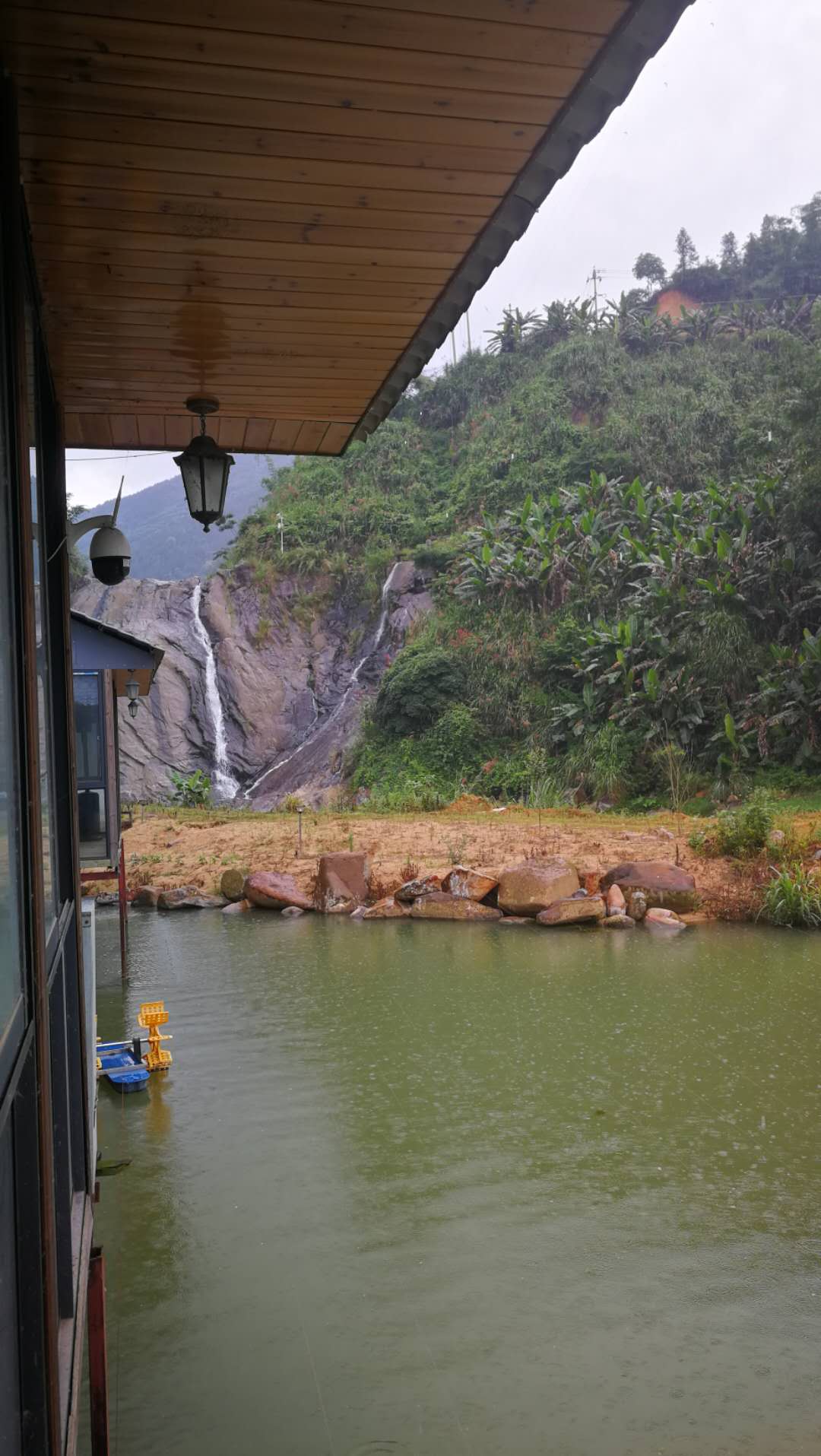 锦鲤池暴雨后变浑怎么办,锦鲤池突然降温怎么处理