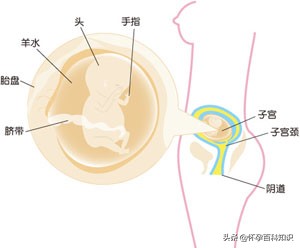 怀孕什么睡姿比较舒服,怀孕13周睡觉应该怎么睡