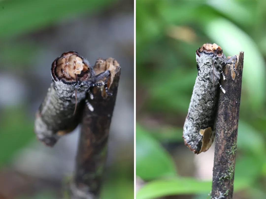 徒步云南虫谷,云南虫谷经典