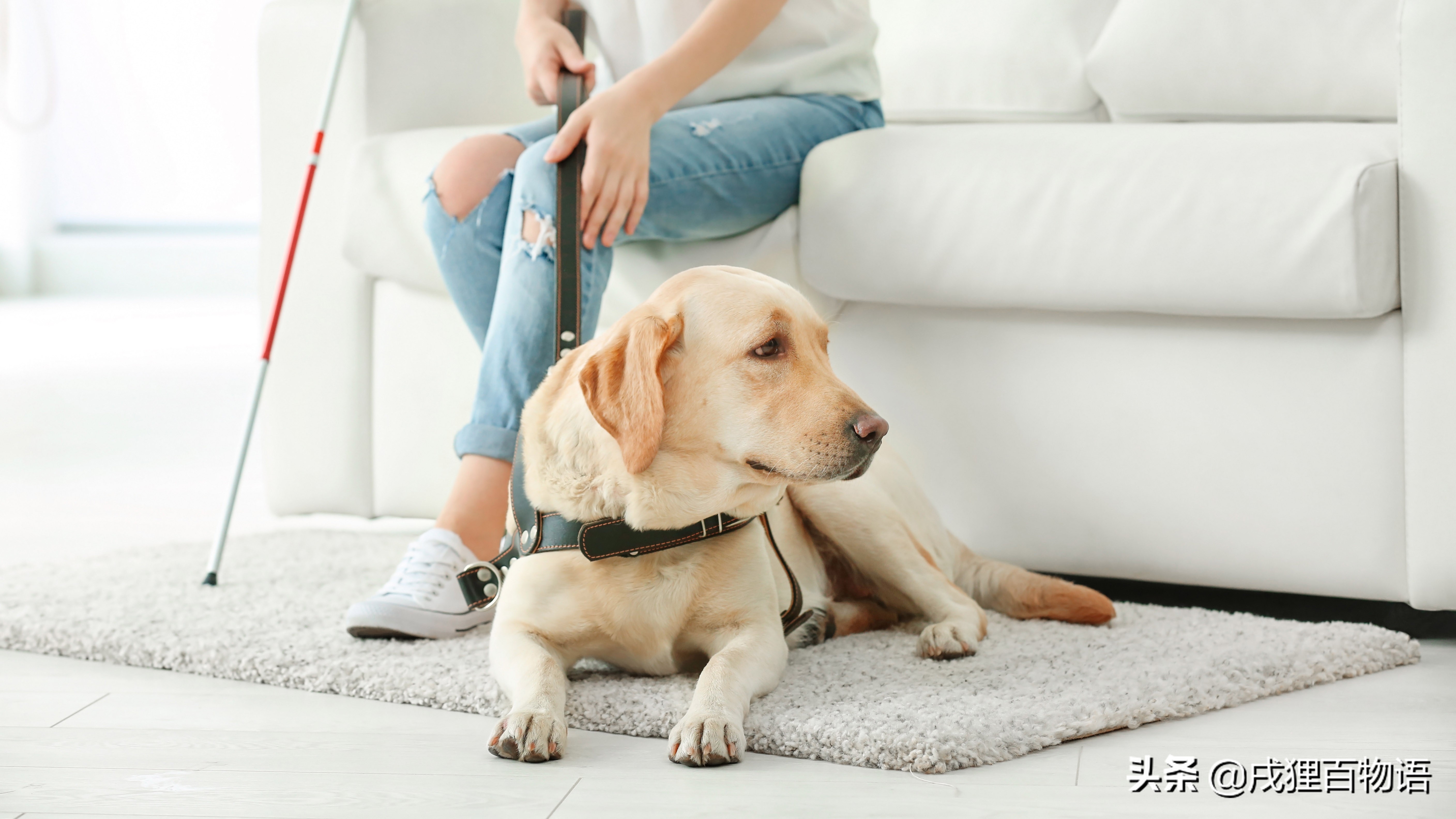 狗狗肘子秃了红肿,怎么避免大狗肘子秃