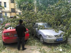 璋堣姳璇磋崏,璋堣姳璁鸿崏