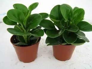 pvc塑料绿植,绿植盆里的塑料