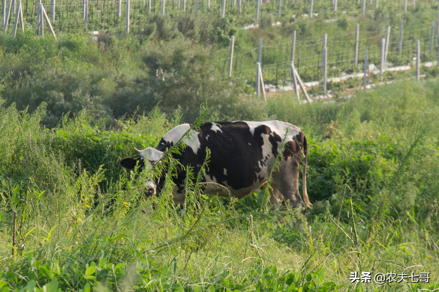蜱虫幼虫怎样消灭,牛虻和蜱虫