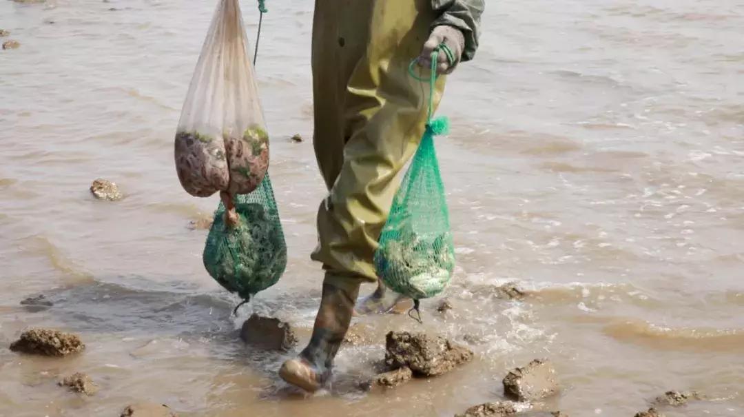 有一种炫富叫青岛开海啦,青岛炫富最新方式