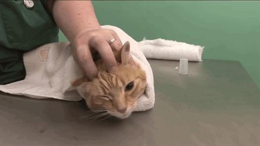 猫咪洗耳朵很不配合怎么办,生理盐水可以给猫咪洗耳朵吗