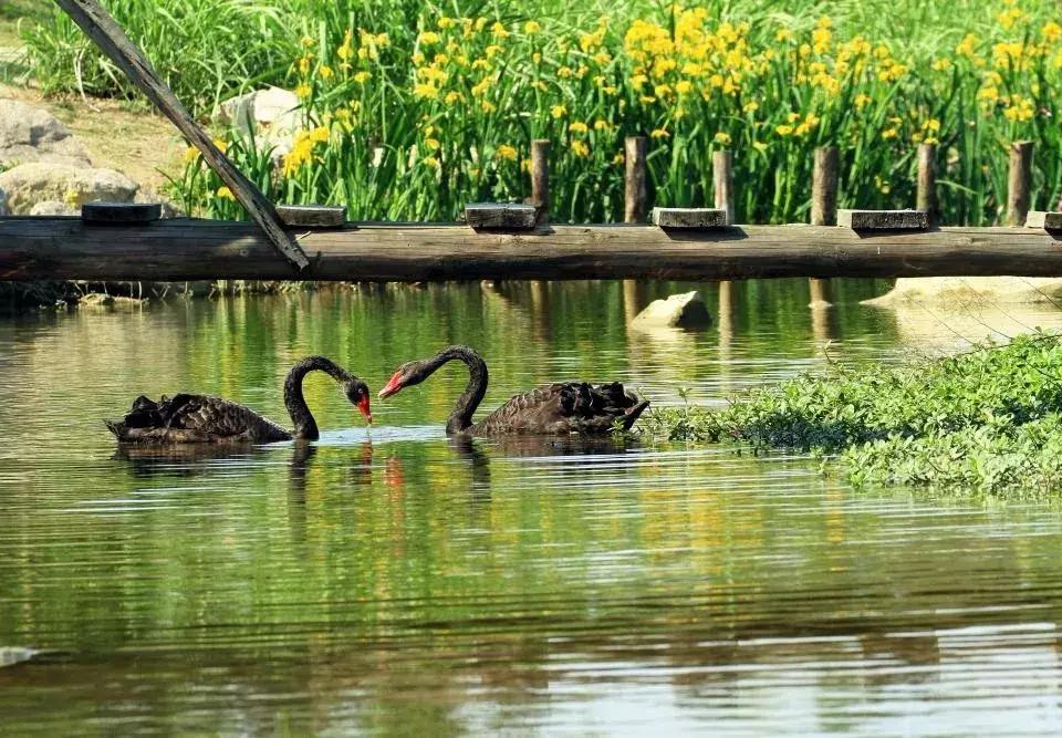 宜居新成都,住在青白江!这里的安逸超乎你想象