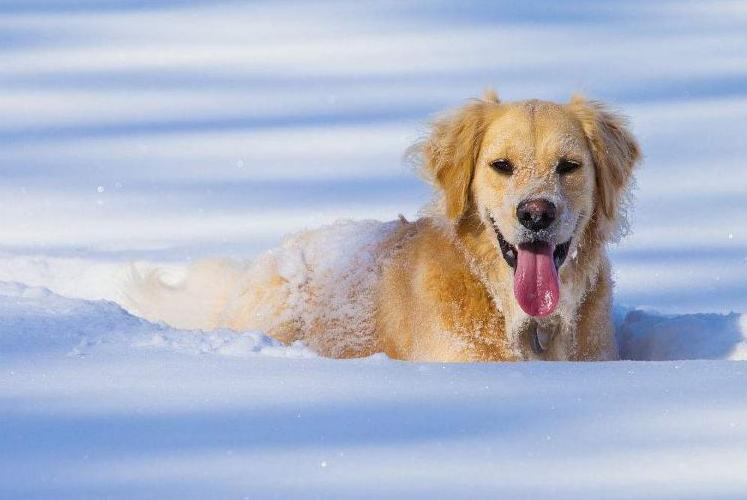 狗狗洗澡水温多少合适,天冷了给狗狗洗澡