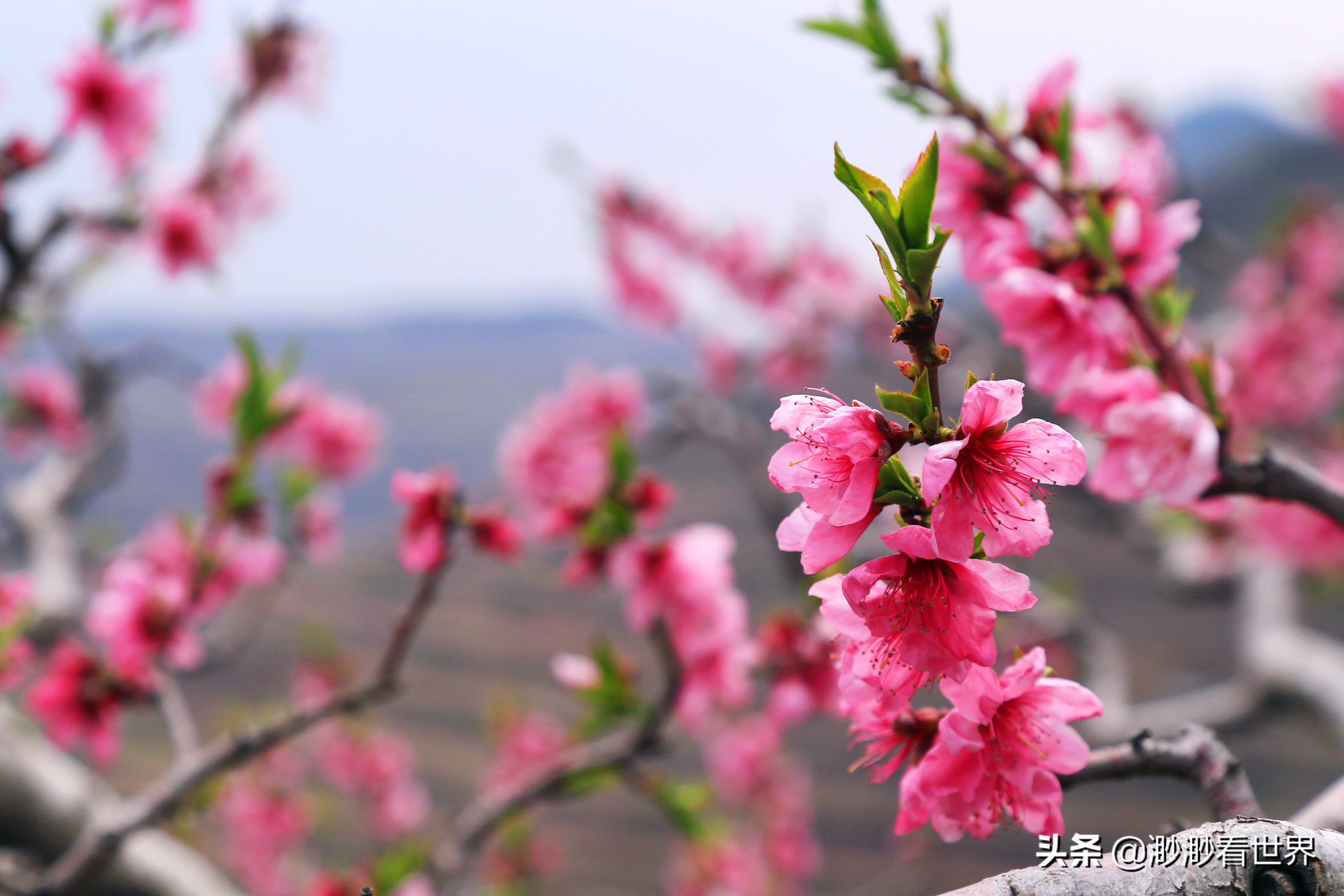 探索蒙阴岱崮地貌旅游奇景,沂南县岱崮地貌