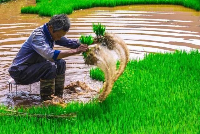 布谷飞飞劝早耕，舂锄扑扑趁春晴