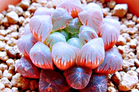 冰灯玉露防辐射彩色多肉植物,超大母本冰灯玉露多肉植物