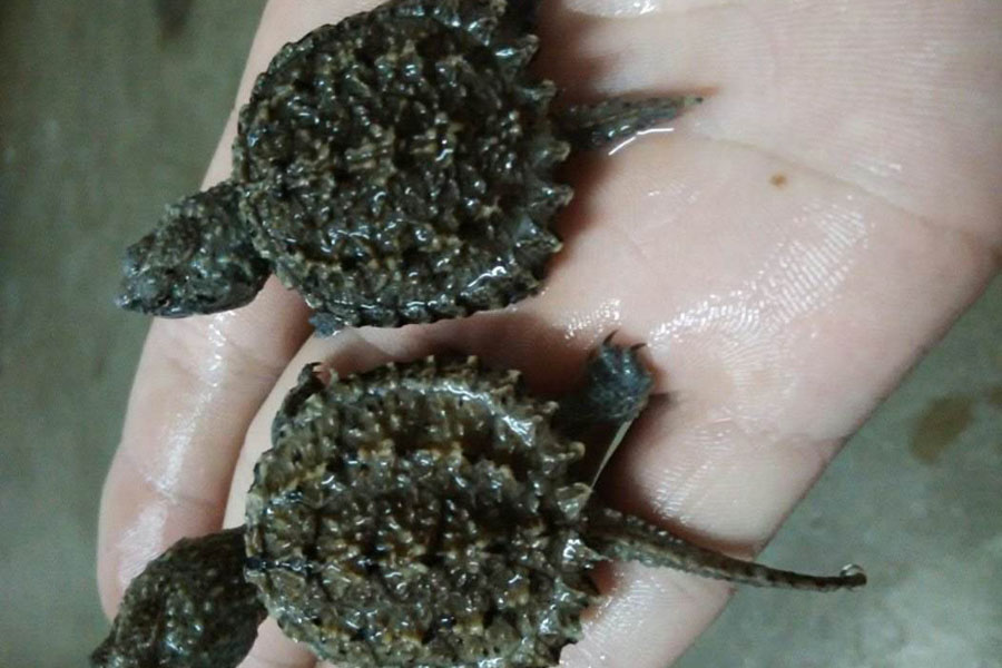 乌龟为什么会断尾,乌龟为什么自己断尾巴