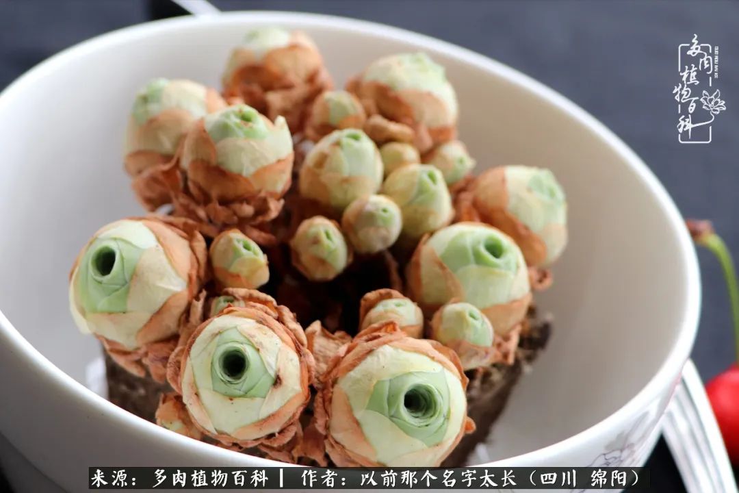 山地玫瑰夏天,夏季的山地玫瑰