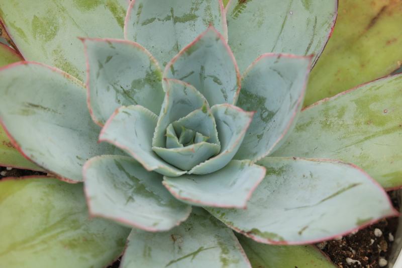 冰与火多肉,冰与火多肉植物有哪些