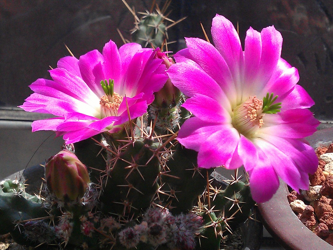 仙人掌介绍60多种独特的仙人掌,仙人掌开花的美图