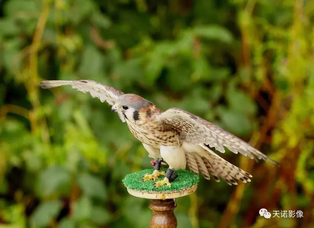 锐不可当字体图片,锐不可当的镜头