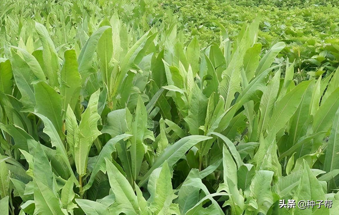 苦荬菜牧草十大品种,耐高温的饲料草有哪些