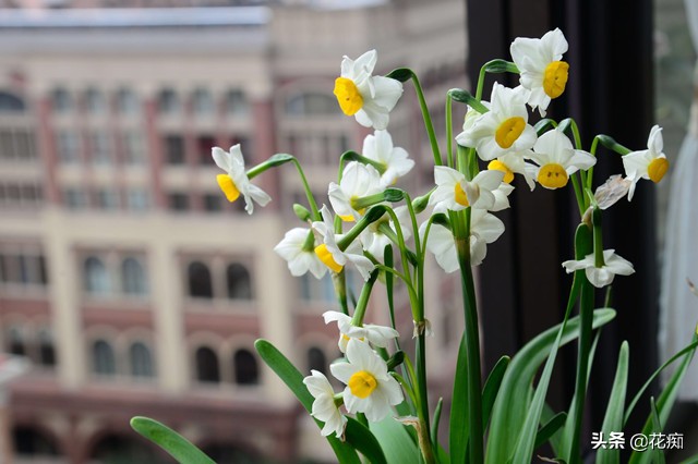 水仙花种植技巧水培,水仙花出现徒长倒下来如何处理