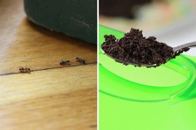 养植物有蚊子怎么办,家里养的花如何防虫防蚂蚁