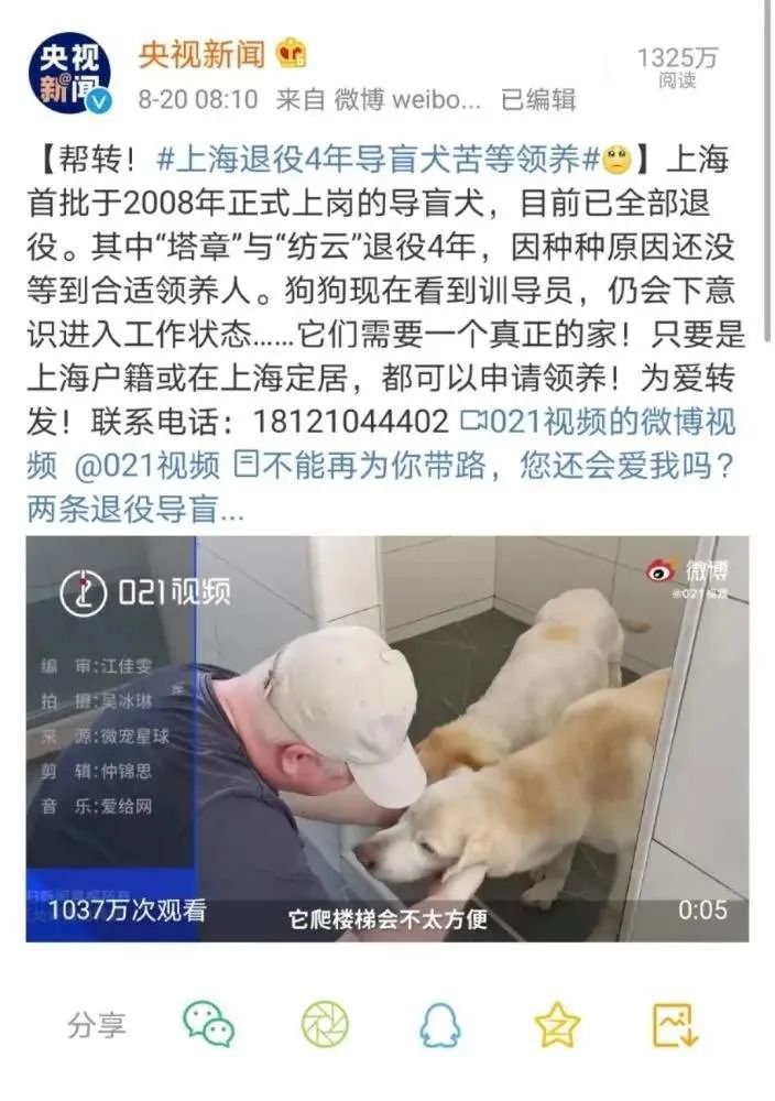 世界上听话又乖巧的五种狗狗,最乖并且最给你安全感的五种狗狗