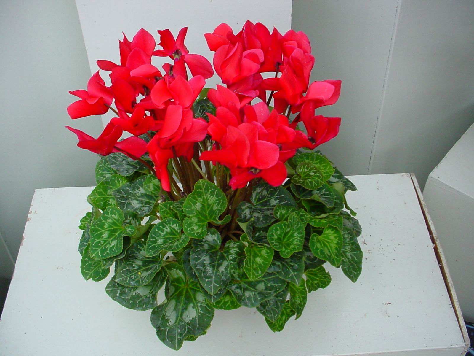 不臭花肥的制作方法,怎样自制肥