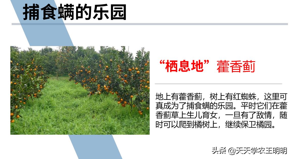 捕食螨除红蜘蛛,捕食螨灭红蜘蛛视频