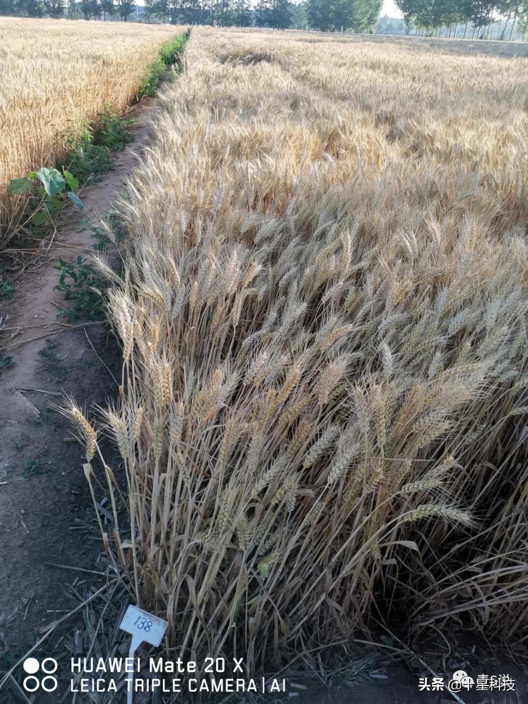 小麦高产抗病抗倒品种有哪些,育种小麦