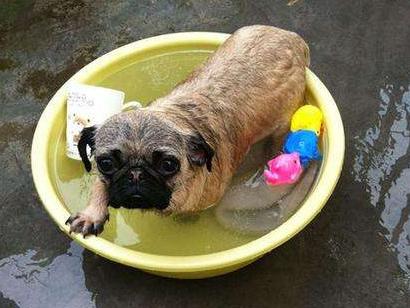 兽医提醒：你这样饲养巴哥犬，不是个合格的主人