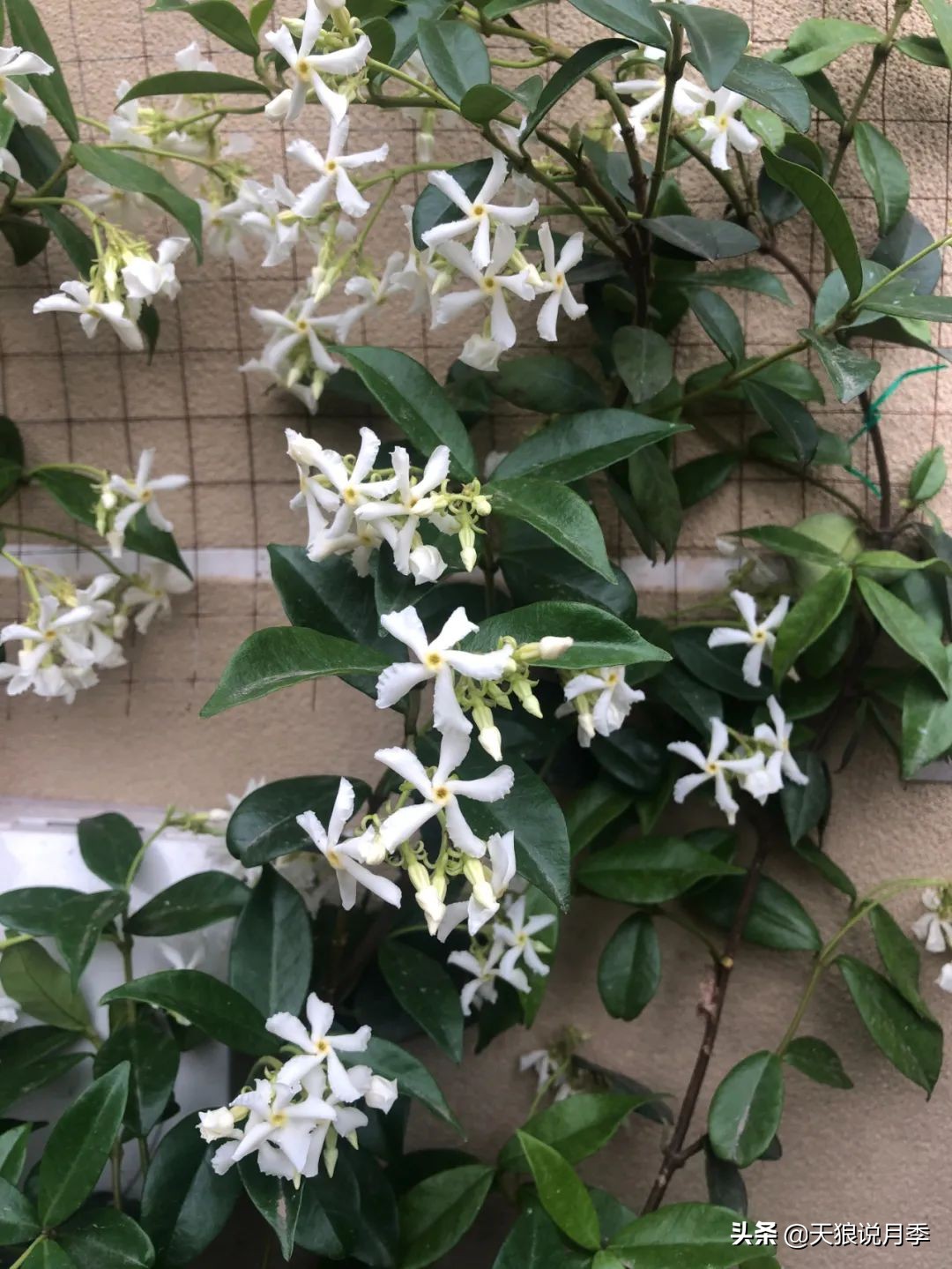 怎么打造露台小花园,如何打理自己的露台小花园