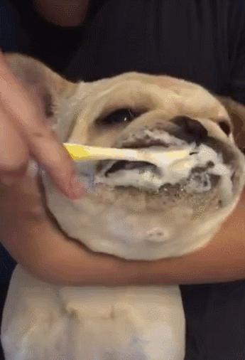 法国斗牛犬体味很重怎么办,斗牛犬体臭怎么解决