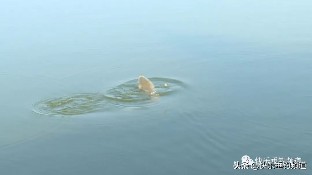 细线遇到大鱼遛鱼有用吗,细线钓到大鱼怎么正确遛鱼