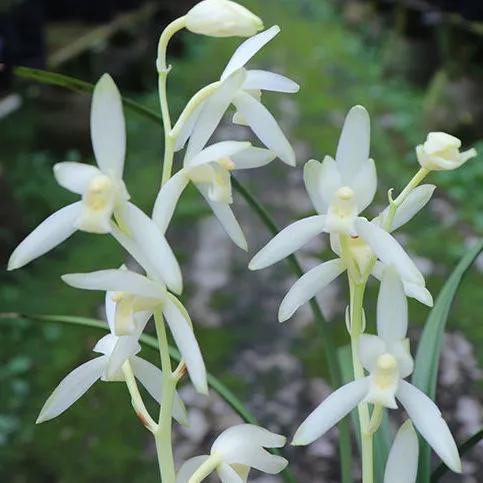 什么兰花最好养又香又好看,推荐几款香味俱全好养的兰花