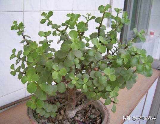 养金枝玉叶用什么样的盆,养一盆好的金枝玉叶得几年