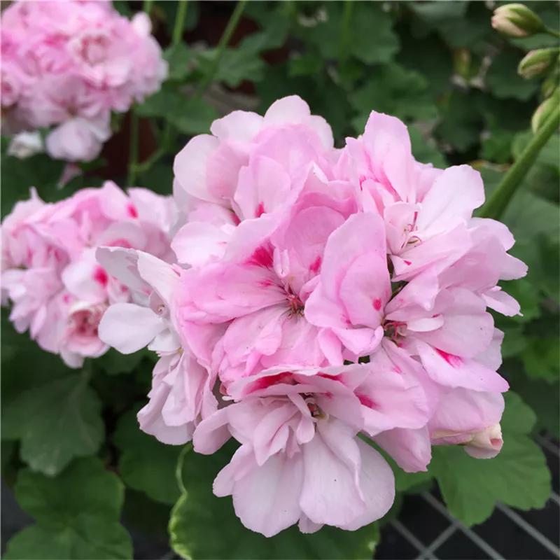 10种天竺葵,天竺葵100种图片大全