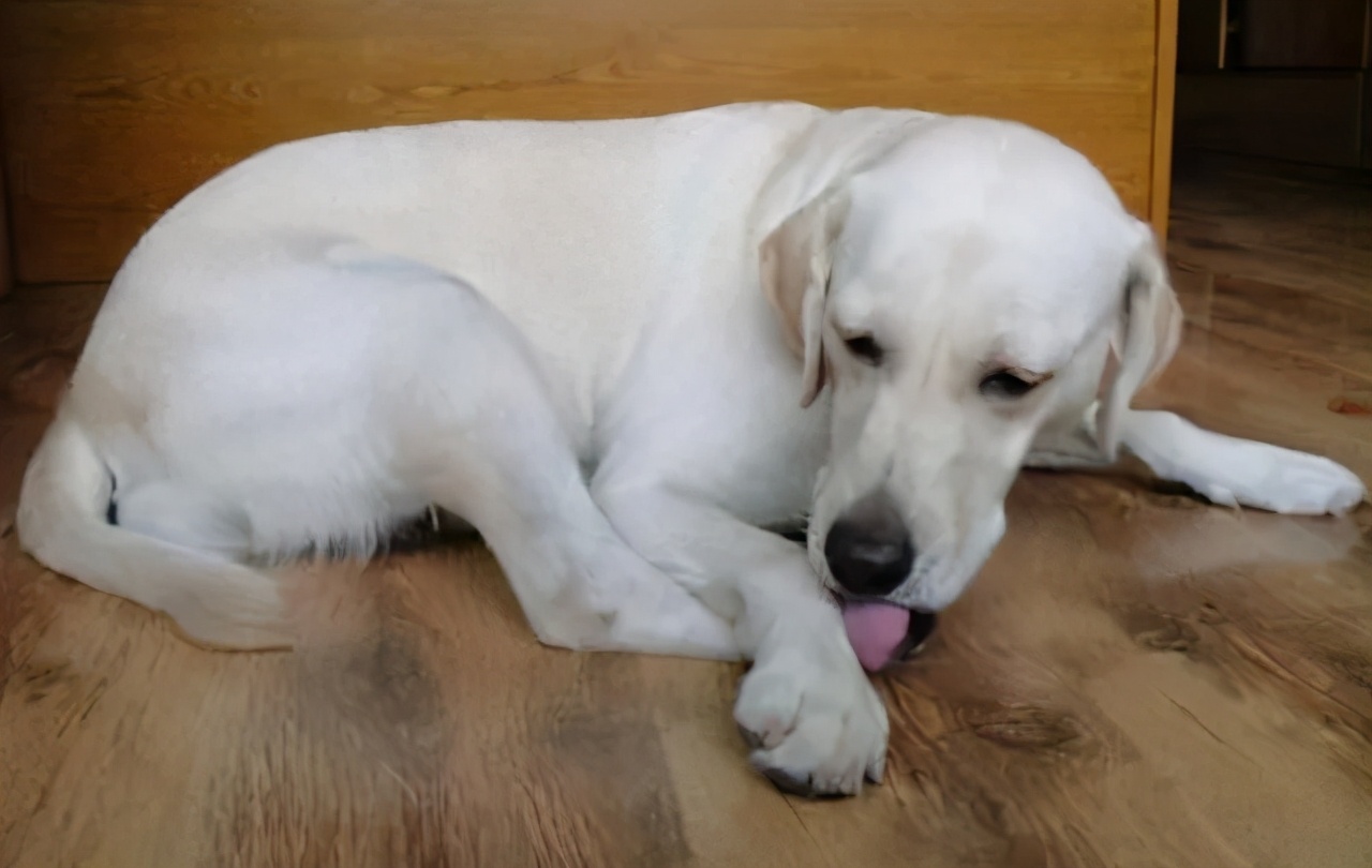 狗狗怎么避免趾间炎,狗狗趾间炎怎么预防